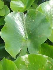 Nymphaeaceae