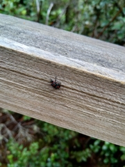 Tylospilus chilensis