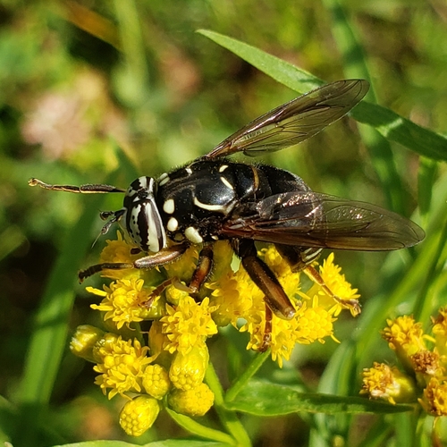 Bald-faced Hornet Fly photo 6