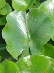 Nymphaeaceae