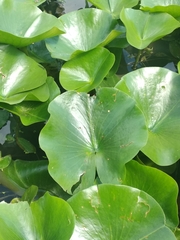 Nymphaeaceae