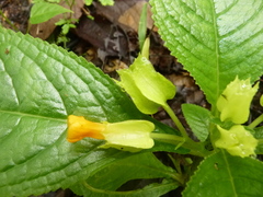 Chrysothemis friedrichsthaliana