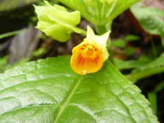 Chrysothemis friedrichsthaliana
