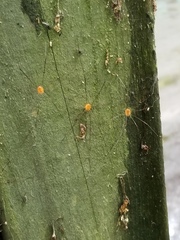 Leiobunum politum