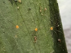 Leiobunum politum