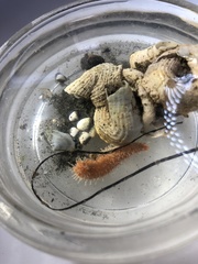Pachythyone rubra