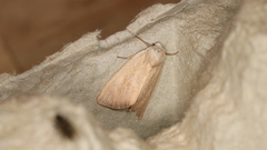 Arenostola phragmitidis