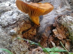 Heimiomyces velutipes