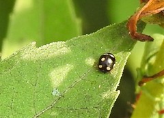 Brachiacantha decempustulata