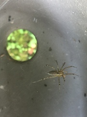 Agelenopsis emertoni