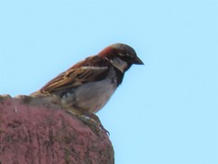 Passer domesticus tingitanus