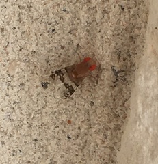 Pseudiastata nebulosa