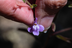 Sairocarpus vexillocalyculatus vexillocalyculatus