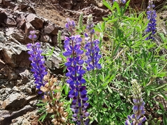 Lupinus ermineus
