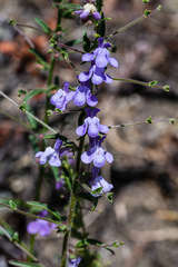 Sairocarpus vexillocalyculatus vexillocalyculatus