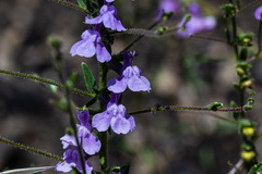 Sairocarpus vexillocalyculatus vexillocalyculatus