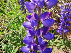 Lupinus ermineus