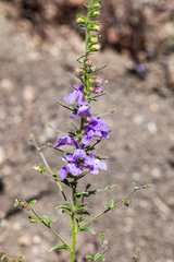 Sairocarpus vexillocalyculatus vexillocalyculatus