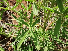 Lupinus ermineus