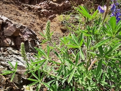 Lupinus ermineus