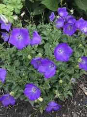 Platycodon