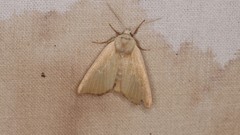 Arenostola phragmitidis