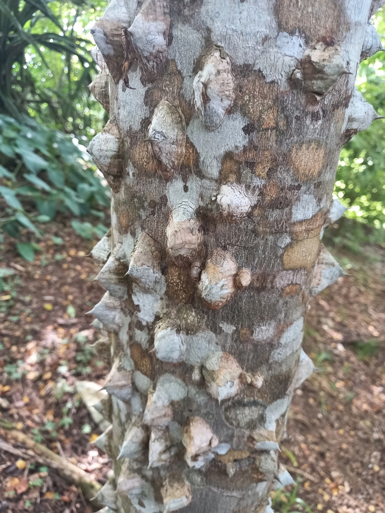 Zanthoxylum setulosum from Lepanto, Provincia de Puntarenas, Costa Rica ...