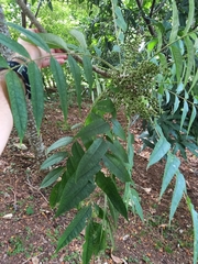 Zanthoxylum setulosum