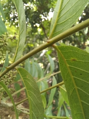 Zanthoxylum setulosum