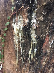 Dacryodes excelsa