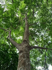Zanthoxylum setulosum