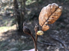 Dryocosmus kuriphilus