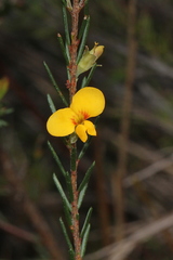 Dillwynia floribunda