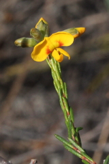 Dillwynia floribunda