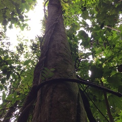 Dacryodes excelsa
