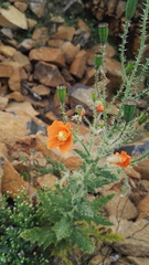 Papaver aculeatum