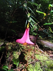 Philesia magellanica