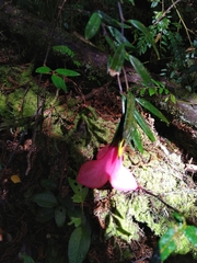 Philesia magellanica