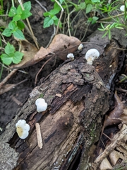 Loweomyces fractipes