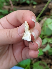 Loweomyces fractipes
