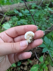 Loweomyces fractipes
