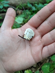 Loweomyces fractipes
