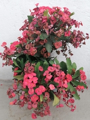 Euphorbia milii