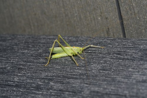 Photo of Oak Bush-cricket (Meconema thalassinum)