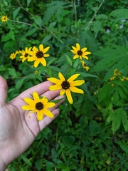 Rudbeckia triloba