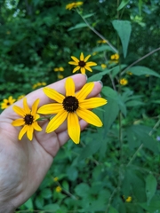 Rudbeckia triloba