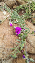 Polygala rehmannii