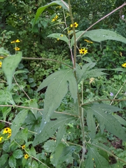Rudbeckia triloba