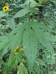 Rudbeckia triloba