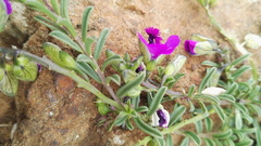 Polygala rehmannii